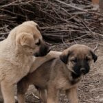 Two cute tan puppies playing on a dirt ground with dry branches in the background.
