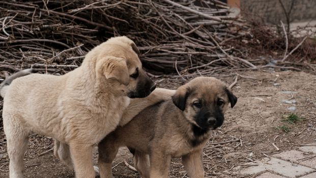 Two cute tan puppies playing on a dirt ground with dry branches in the background.