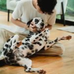 A man lovingly interacts with his Dalmatian dog on a wooden floor indoors.