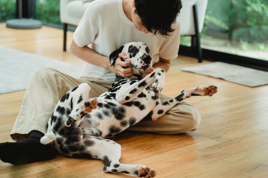 A man lovingly interacts with his Dalmatian dog on a wooden floor indoors.